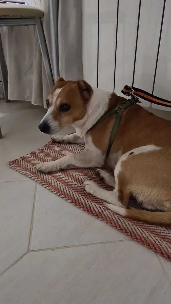 Found dog, метис in Lesnoy — identification photo, lost & found pet database Pathfinder