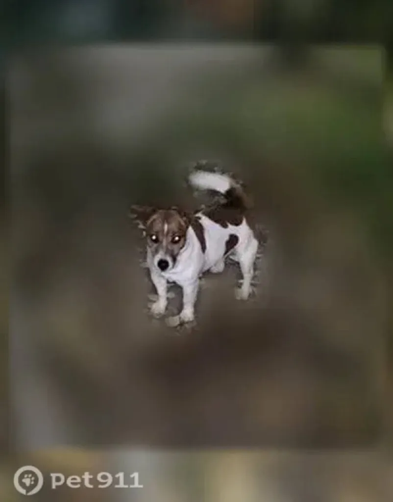 Found dog, джек рассел in Nikolskoe — identification photo, lost & found pet database Pathfinder