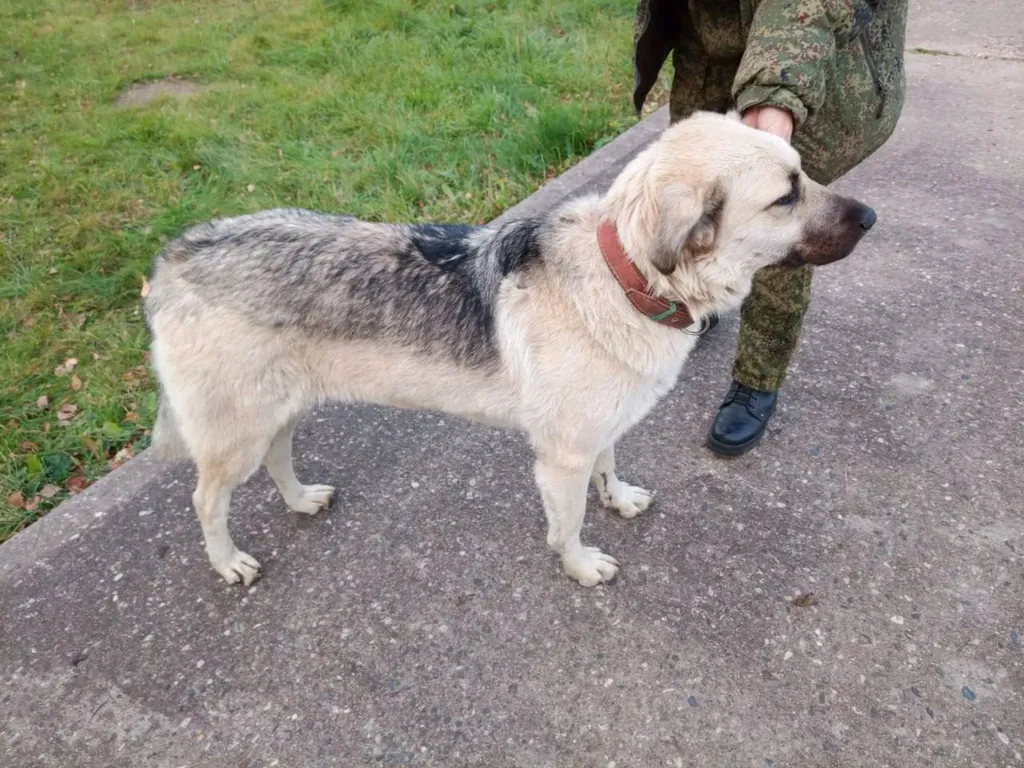 Found dog, метис овчарки/алабая in Kubinka — identification photo, lost & found pet database Pathfinder