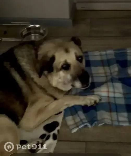 Lost brown dog in Akulovo — identification photo, lost & found pet database Pathfinder