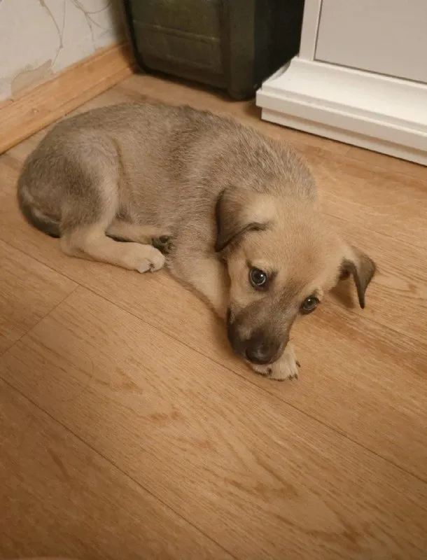 Adoptable fawn dog in Volgograd — identification photo, lost & found pet database Pathfinder