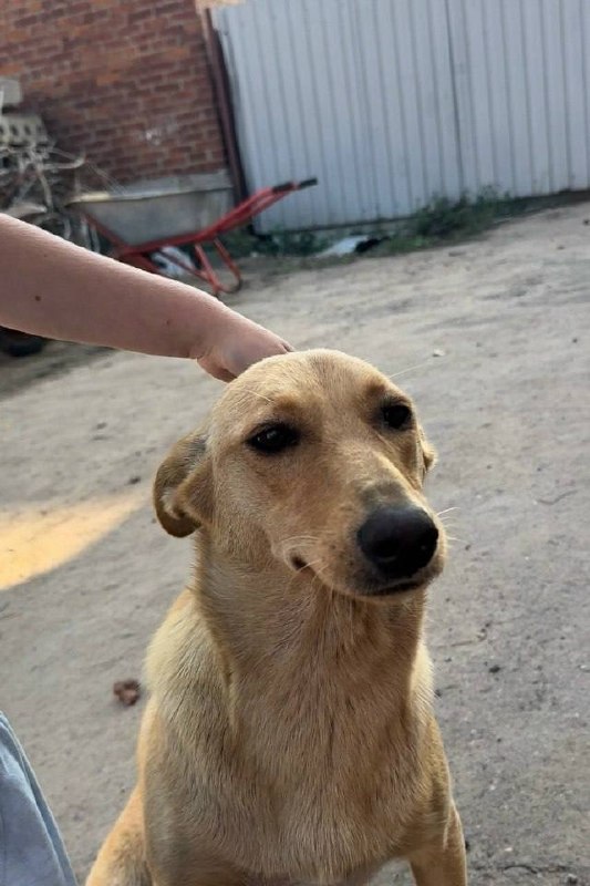 Lost fawn dog in Voskresensk — identification photo, lost & found pet database Pathfinder