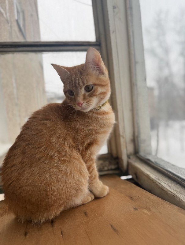 Lost ginger cat in Perm — identification photo, lost & found pet database Pathfinder