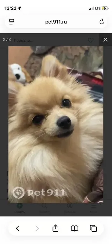 Lost cream dog, шпиц карликовая in Khotebtsevo — identification photo, lost & found pet database Pathfinder