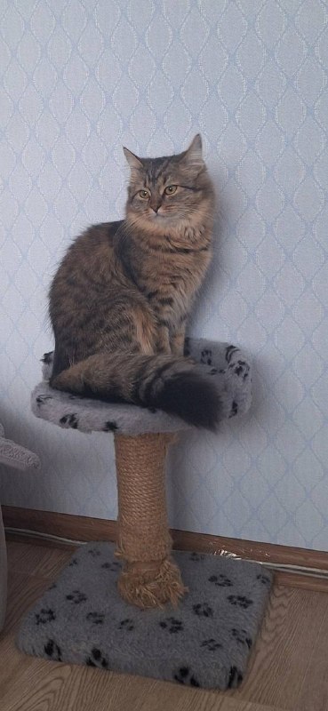 Lost brown cat in Ayat — identification photo, lost & found pet database Pathfinder