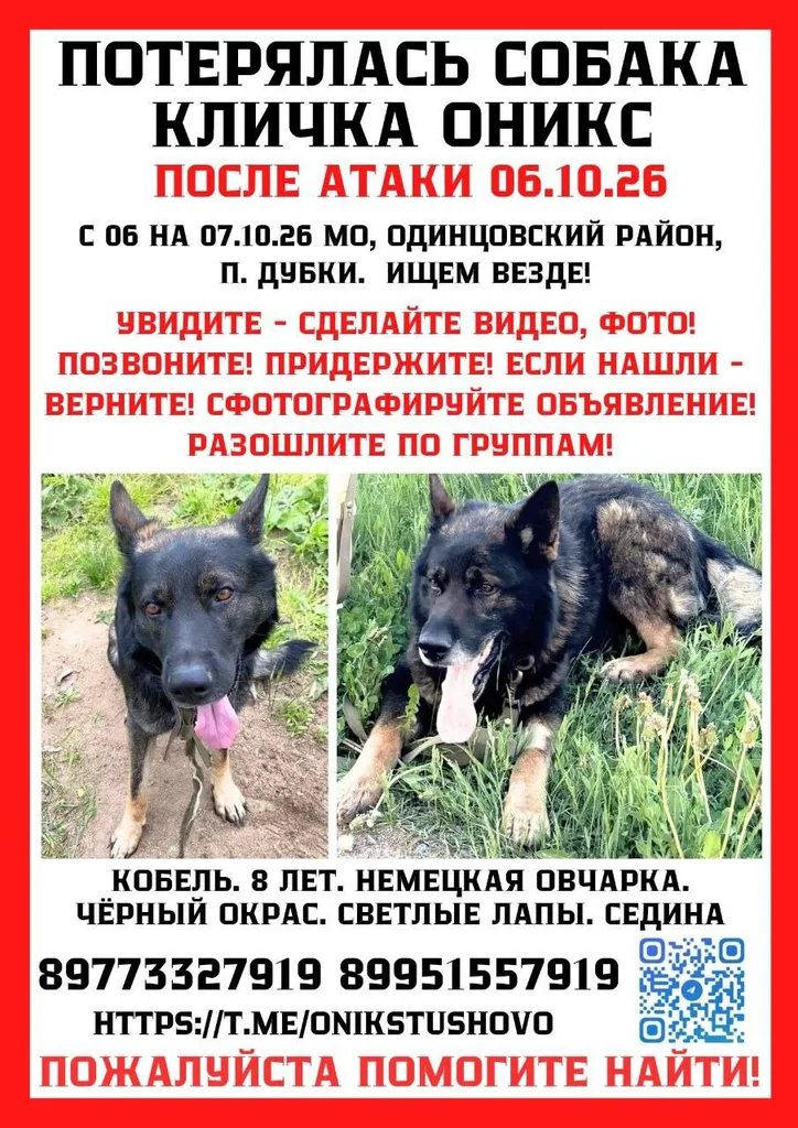 Lost dog, немецкая овчарка in Dubki — identification photo, lost & found pet database Pathfinder