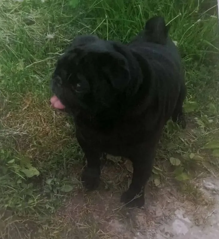 Lost dog, мопс in Naro Fominsk — identification photo, lost & found pet database Pathfinder