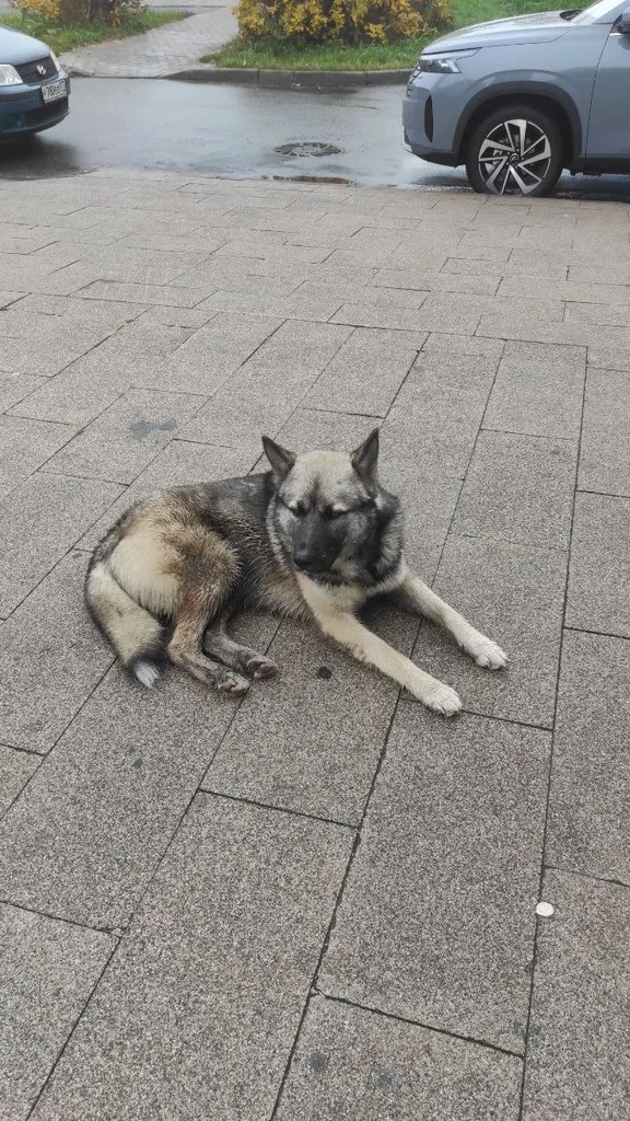 Found dog in Novye Vatutinki — identification photo, lost & found pet database Pathfinder