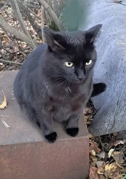 Lost black cat in Sysert — identification photo, lost & found pet database Pathfinder