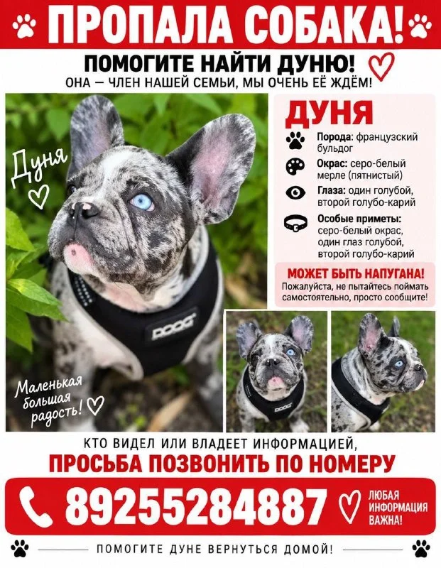 Lost dog, французский бульдог in Derevnya Vasyukovo — identification photo, lost & found pet database Pathfinder