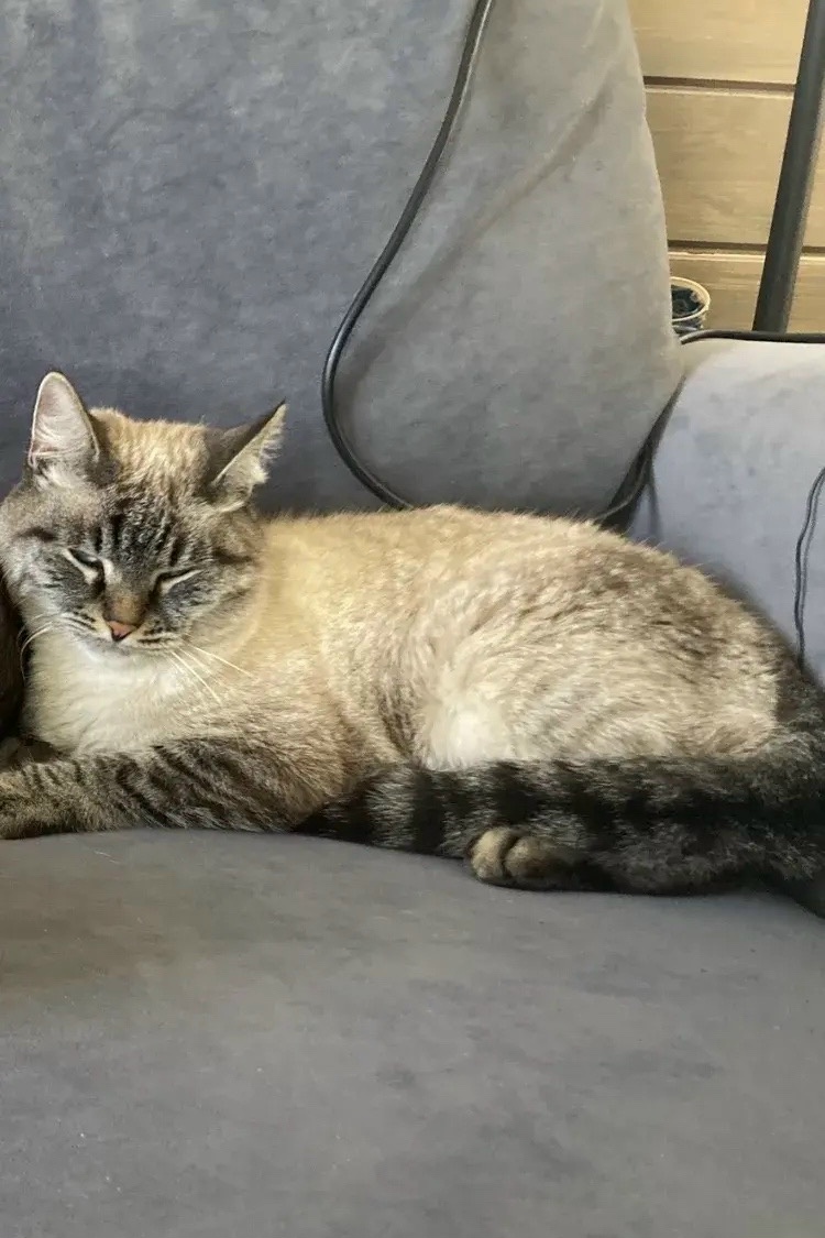 Lost cream cat in Noginsk — identification photo, lost & found pet database Pathfinder