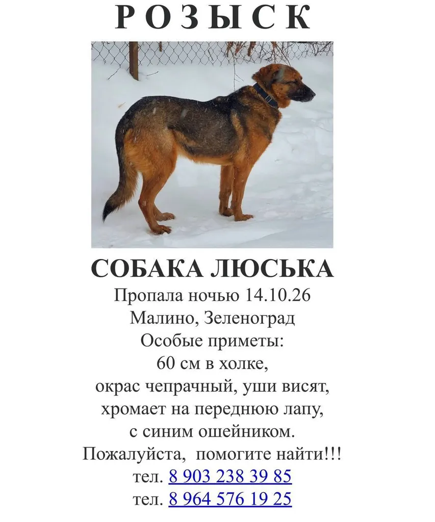 Lost dog in Zelenograd — identification photo, lost & found pet database Pathfinder