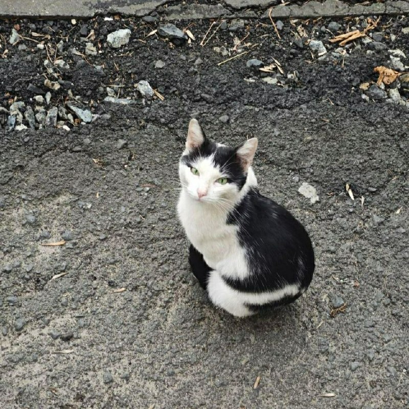 Adoptable cat in Yekaterinburg — identification photo, lost & found pet database Pathfinder