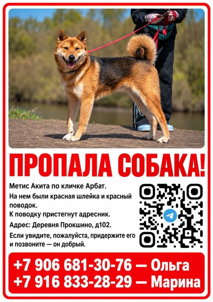 Lost dog, метис акита in Kommunarka — identification photo, lost & found pet database Pathfinder