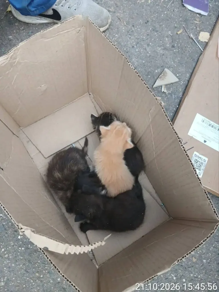 Adoptable cat in Korolev — identification photo, lost & found pet database Pathfinder