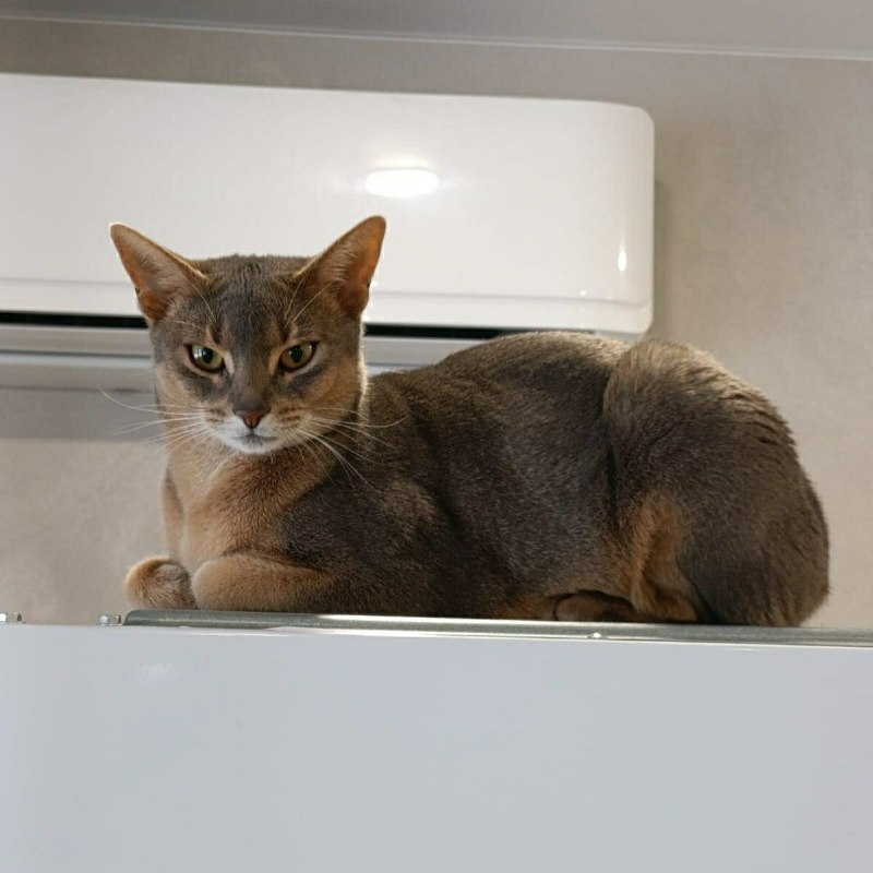 Lost brown cat, абиссинская in Kosulino — identification photo, lost & found pet database Pathfinder