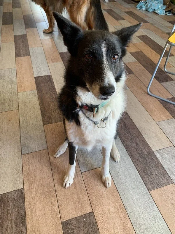 Lost dog, без породы in Balashikha — identification photo, lost & found pet database Pathfinder