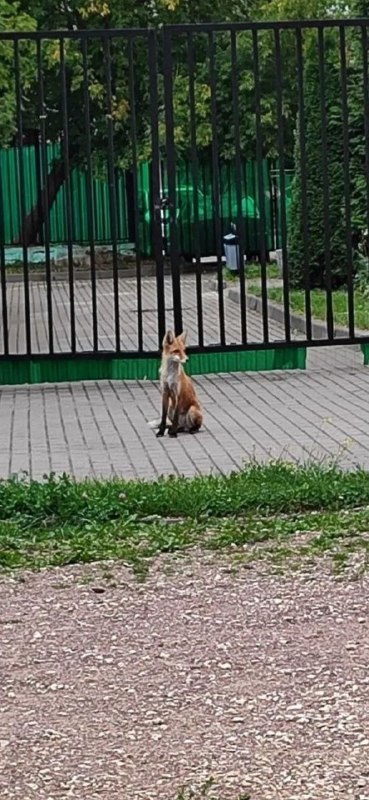 Found pet, лиса in Moscow — identification photo, lost & found pet database Pathfinder