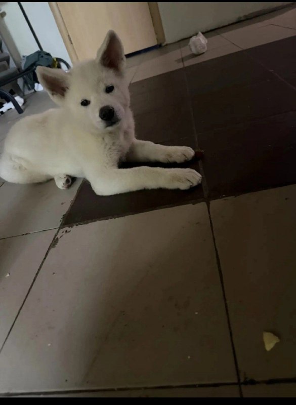 Lost white dog in Volgograd — identification photo, lost & found pet database Pathfinder