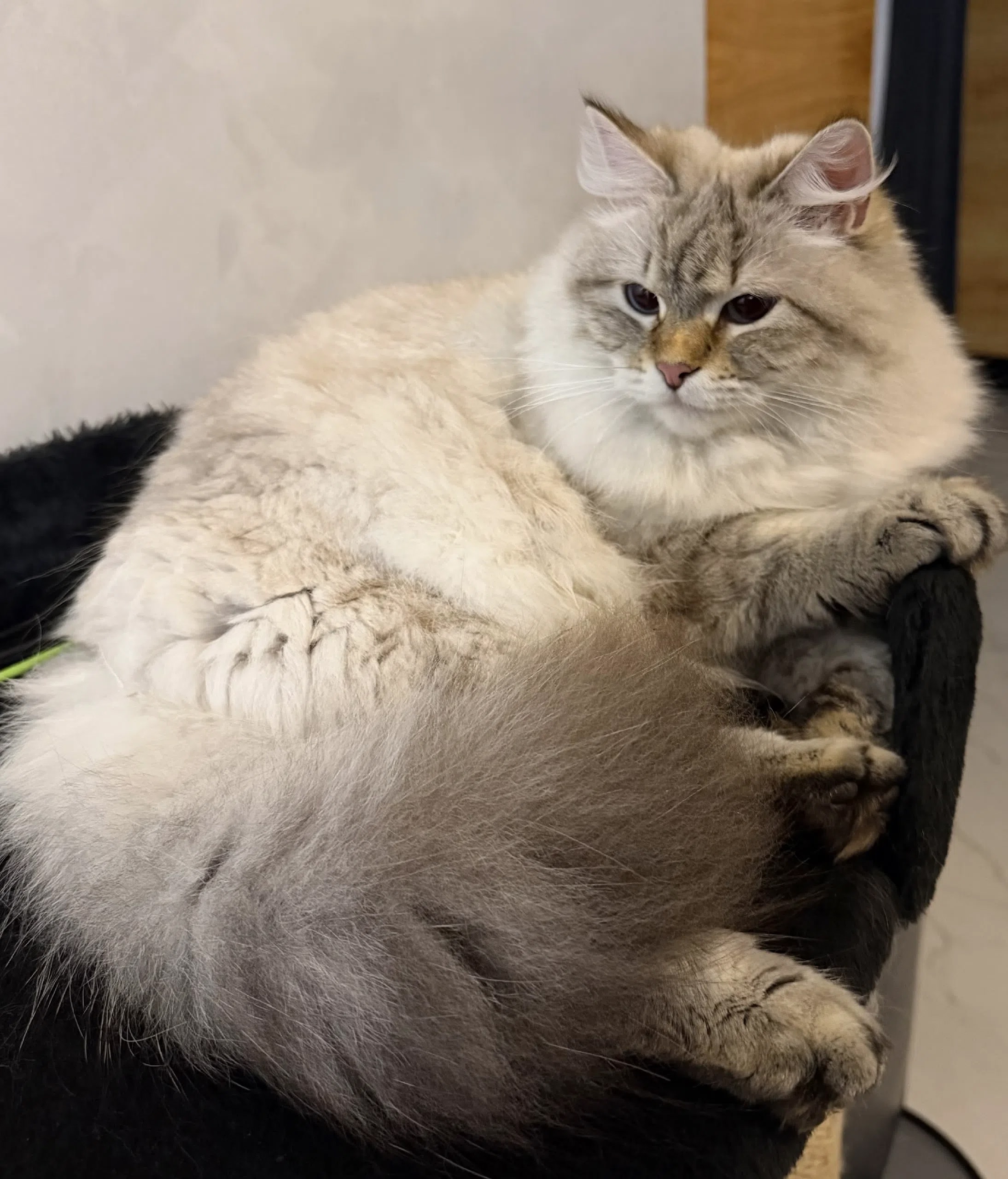 Lost gray cat in Padikovo — identification photo, lost & found pet database Pathfinder
