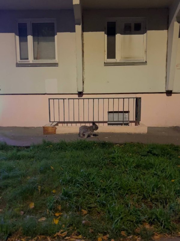 Found dog in Butovo — identification photo, lost & found pet database Pathfinder