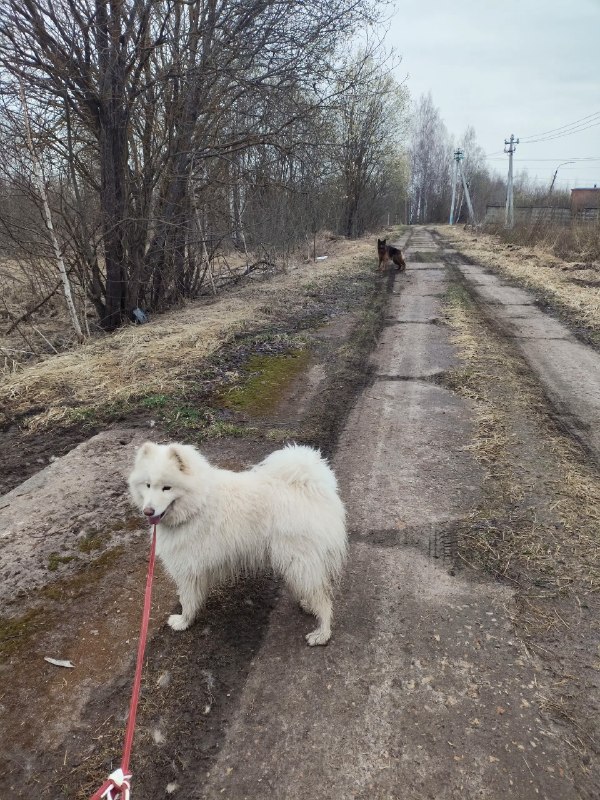 Lost white dog, самоедская лайка in Krivandino — identification photo, lost & found pet database Pathfinder