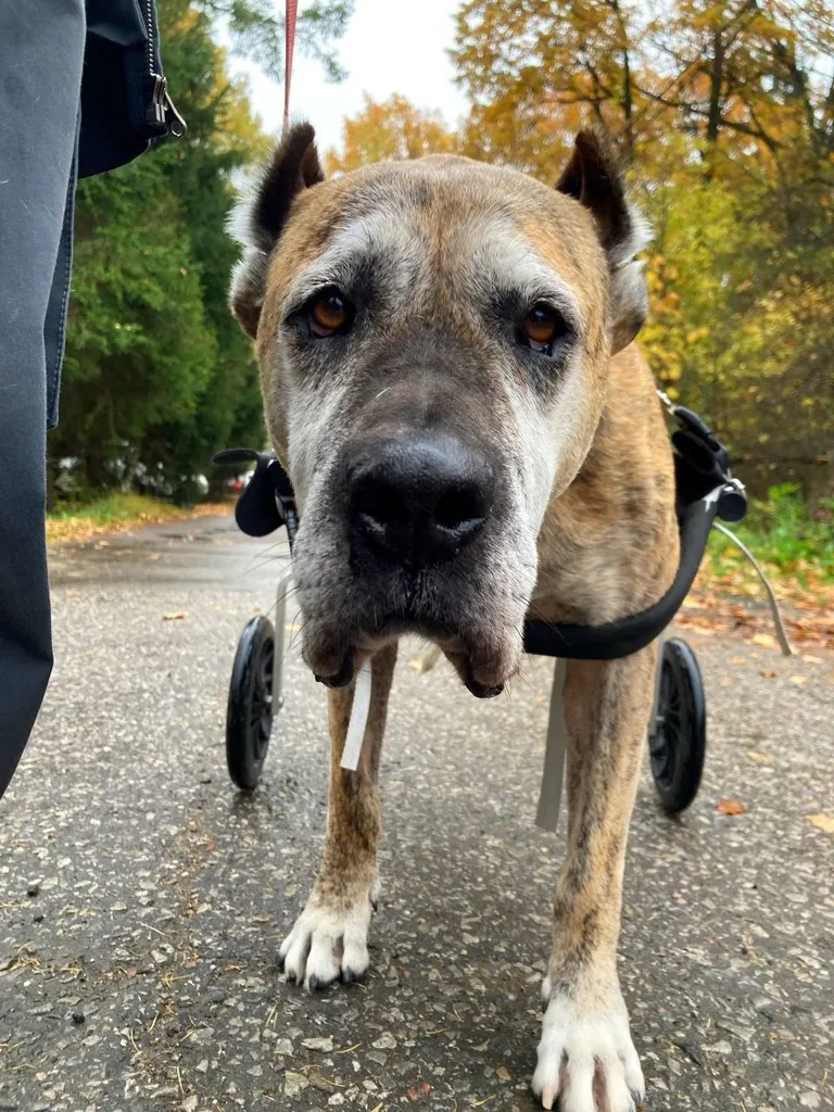 Found dog in Skolkovo — identification photo, lost & found pet database Pathfinder