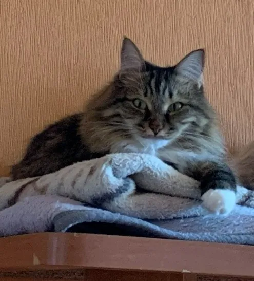 Lost white cat in Sipaylovo — identification photo, lost & found pet database Pathfinder
