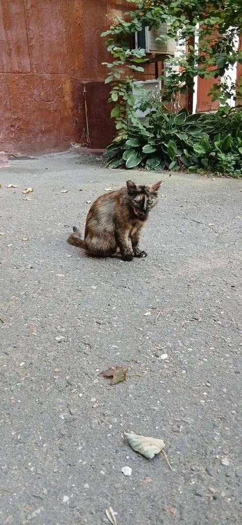 Adoptable black cat, дворняжка in Moscow — identification photo, lost & found pet database Pathfinder