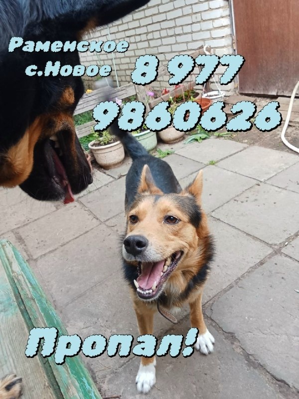 Lost ginger dog in Zhukovskiy — identification photo, lost & found pet database Pathfinder