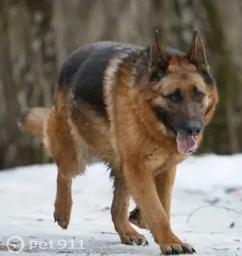 Lost dog, немецкая овчарка in Domodedovo — identification photo, lost & found pet database Pathfinder