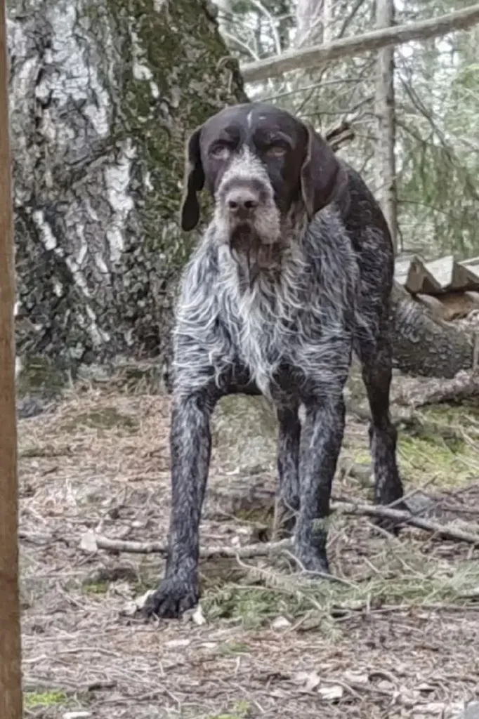Lost brown dog, дратхаар in Timonino — identification photo, lost & found pet database Pathfinder