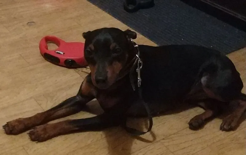 Lost brown dog, цвергпинчер in Mozhayskiy Rayon — identification photo, lost & found pet database Pathfinder