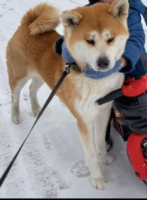 Lost white dog, акита in Dnp Vladimirskaya Sloboda — identification photo, lost & found pet database Pathfinder