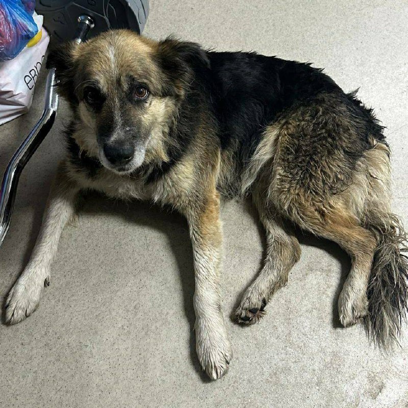 Found fawn dog in Krasnoe — identification photo, lost & found pet database Pathfinder