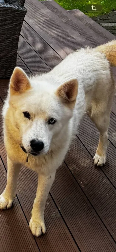 Lost dog, хаски in Barvikha — identification photo, lost & found pet database Pathfinder