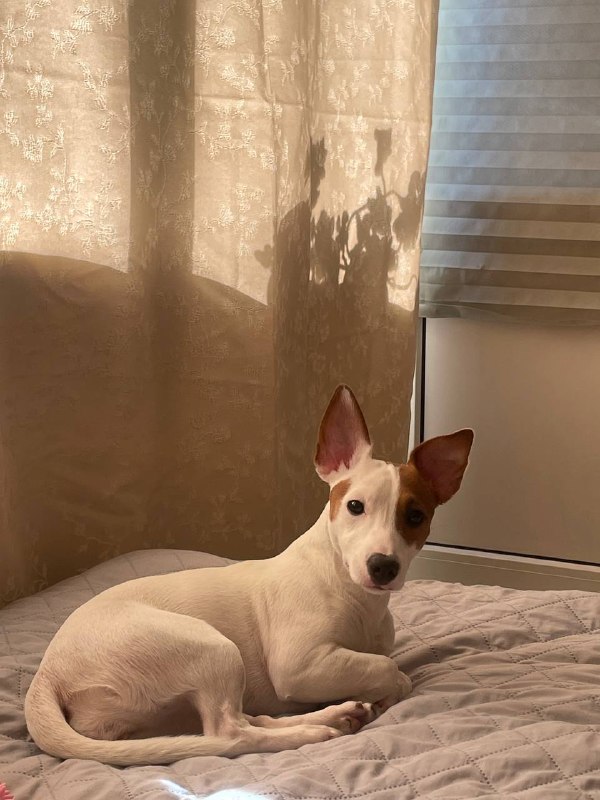 Lost white dog, джек рассел терьер in Saint Petersburg — identification photo, lost & found pet database Pathfinder
