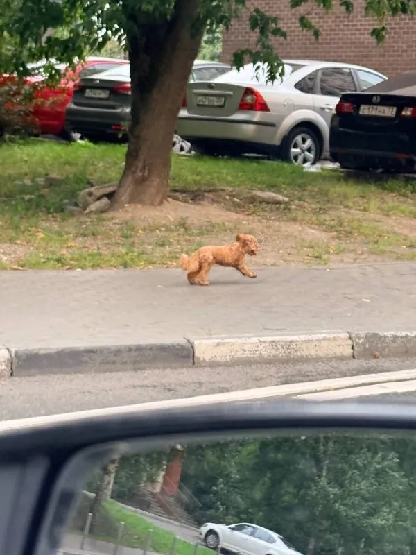 Lost ginger dog, мальтипу in Mytishchi — identification photo, lost & found pet database Pathfinder