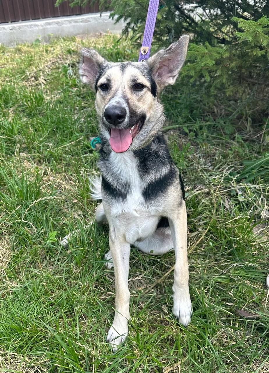 Lost white dog in Novosibirsk — identification photo, lost & found pet database Pathfinder