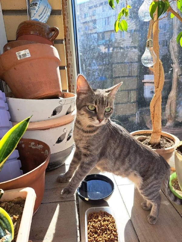 Adoptable cream cat in Volgograd — identification photo, lost & found pet database Pathfinder