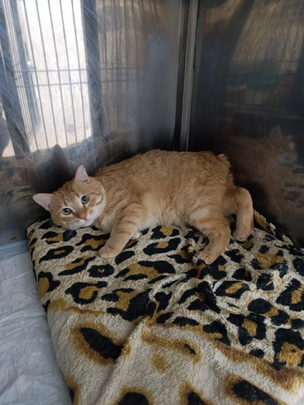 Lost ginger cat in Perm — identification photo, lost & found pet database Pathfinder