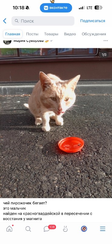 Found ginger cat in Perm — identification photo, lost & found pet database Pathfinder