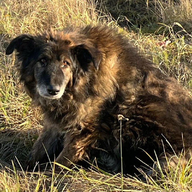 Found dog in Yekaterinburg — identification photo, lost & found pet database Pathfinder