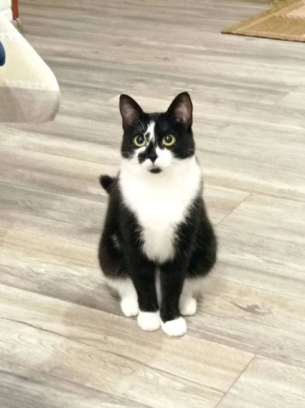 Lost white cat in Khimki — identification photo, lost & found pet database Pathfinder