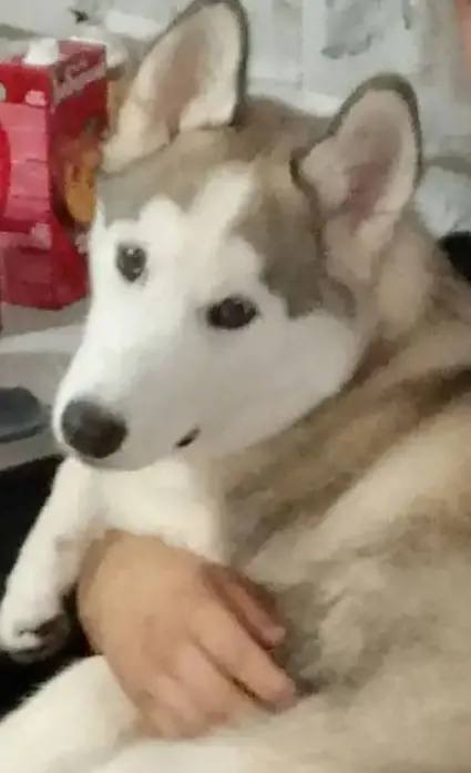 Lost dog, хаски in Sredneuralsk — identification photo, lost & found pet database Pathfinder