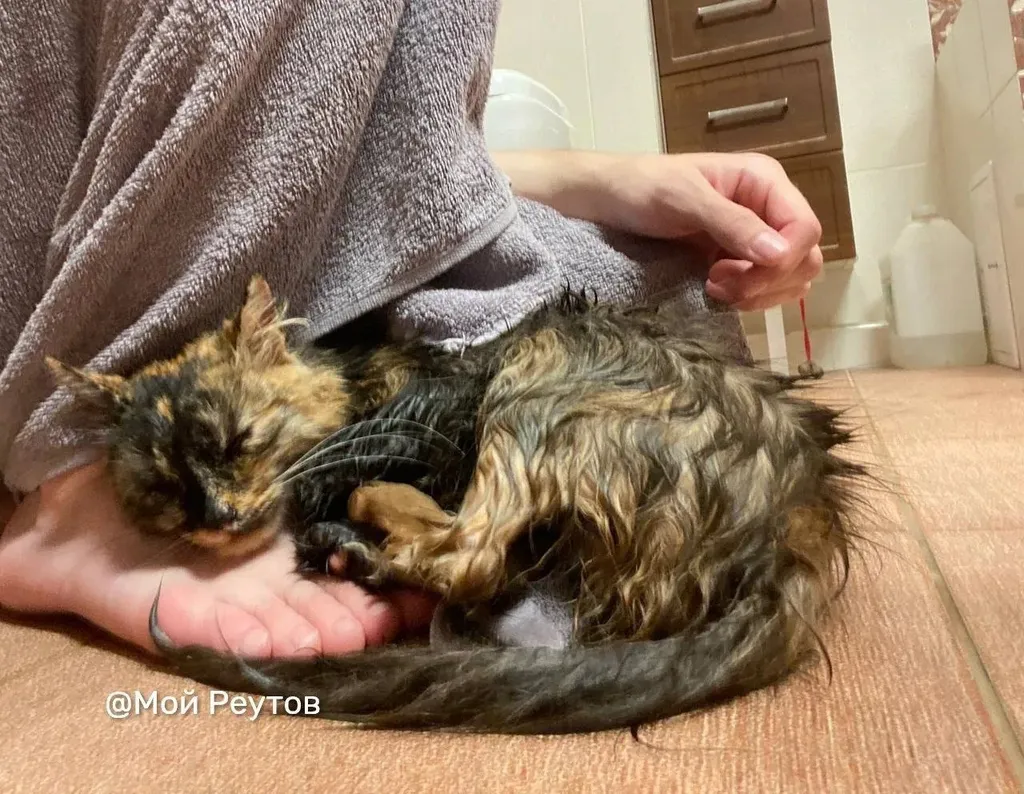 Lost black cat in Reutov — identification photo, lost & found pet database Pathfinder