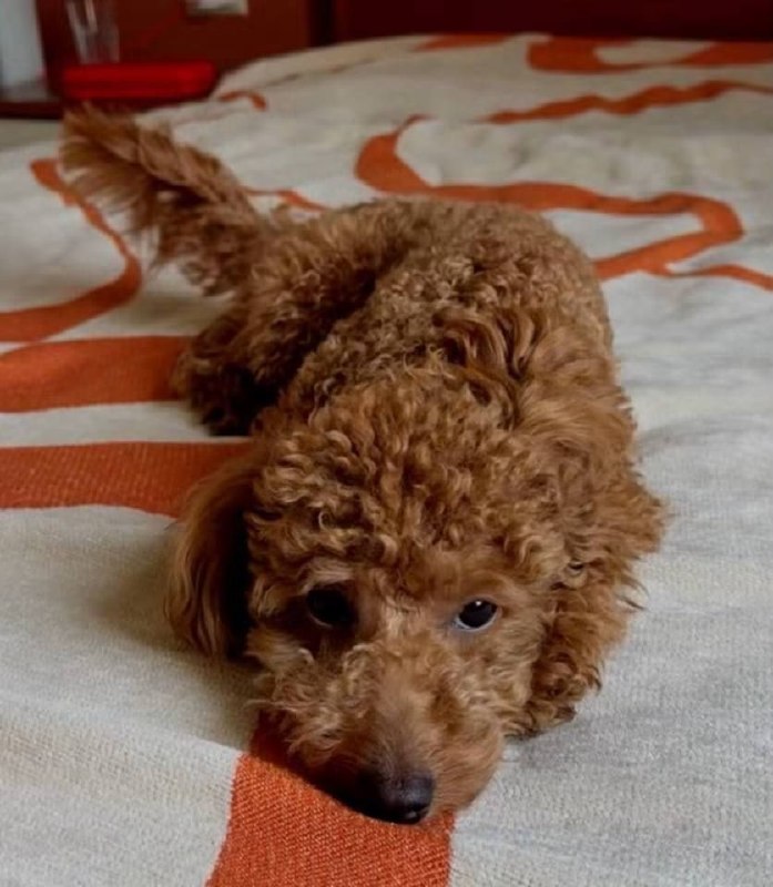 Lost dog, пудель in Istra — identification photo, lost & found pet database Pathfinder