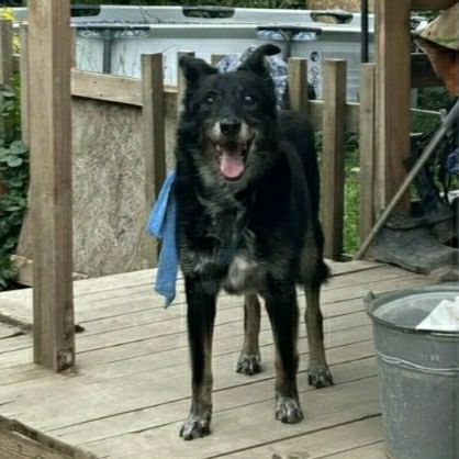 Lost black dog in Saint Petersburg — identification photo, lost & found pet database Pathfinder