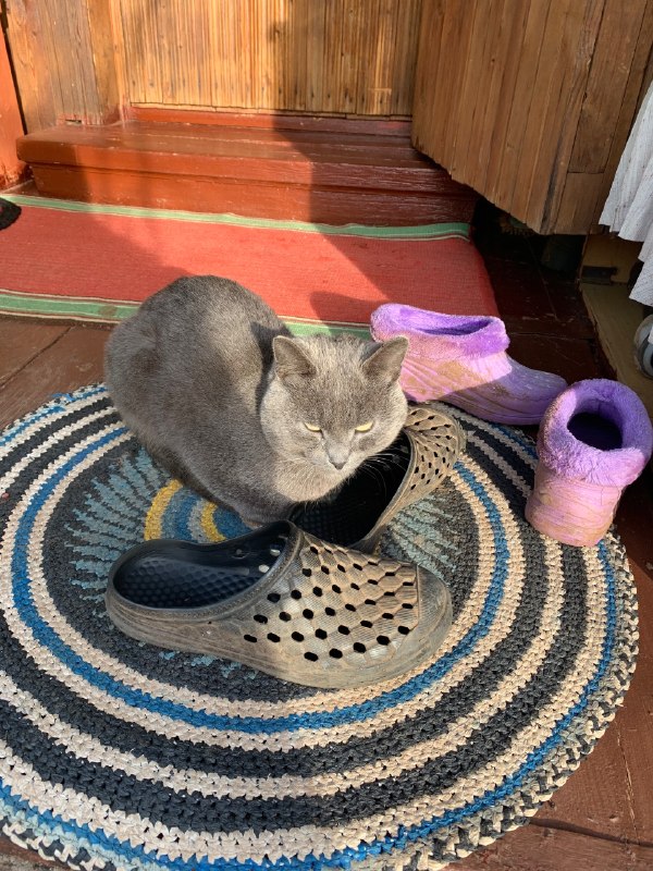 Found cat in Bolgary — identification photo, lost & found pet database Pathfinder