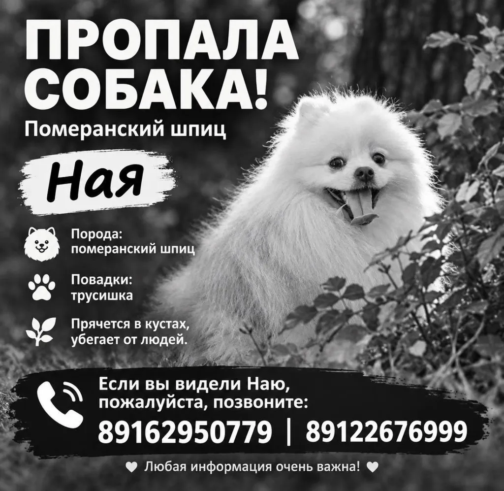 Lost dog, померанский шпиц in Filimonkovskiy — identification photo, lost & found pet database Pathfinder